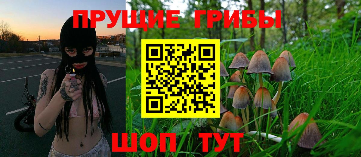 Галлюциногенные грибы Psilocybine cubensis Богородск